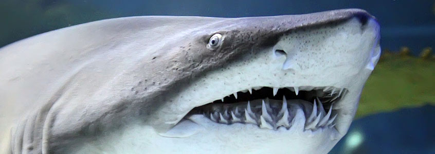 shark